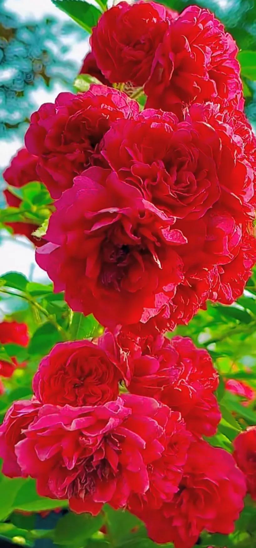 美到极致的月季花图片,仙气十足的月季花图片