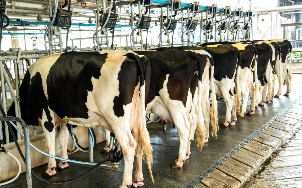 大叔创业亏百万靠帮人省钱逆袭,大叔坚持养殖创业4年