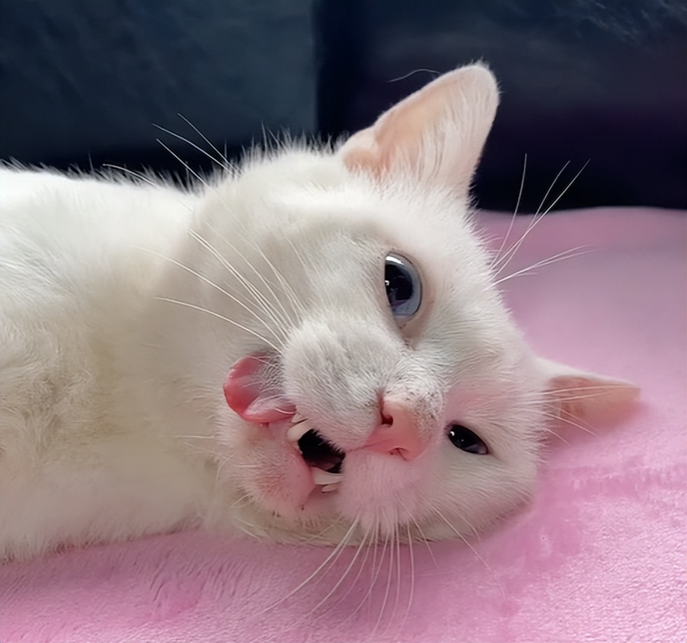 喜当爹!三只公猫凑不出一个蛋,结果...谁给母猫肚子搞大了!