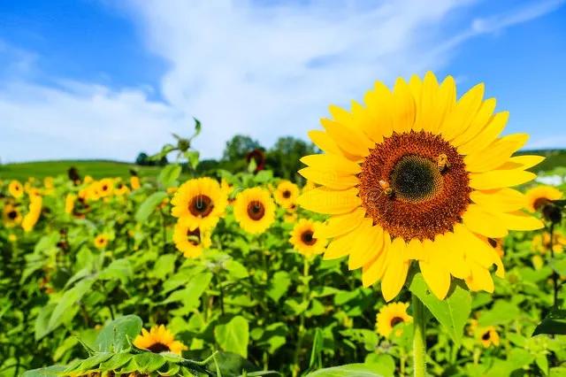 心想事成万事如意一切都顺利,一切顺利万事如意心想事成