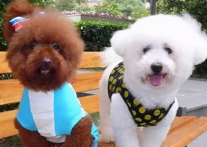 比熊出现细小有什么反应,比熊身上有黑色的虫什么样