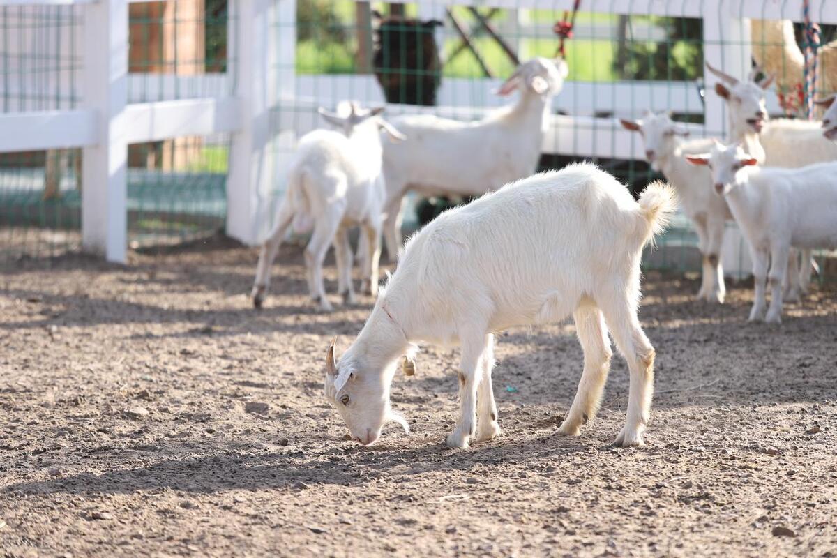 羊需要哪些矿物质和微量元素,羊饲料营养知识