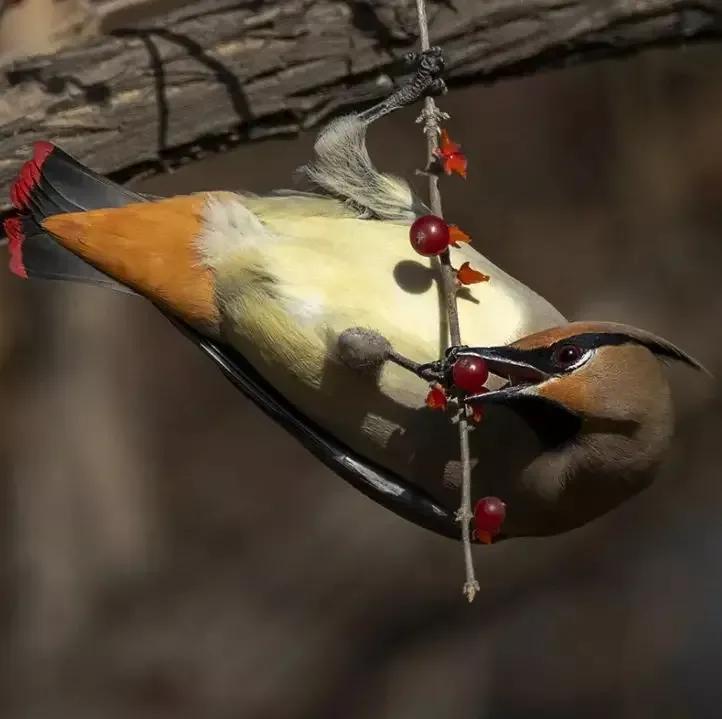 太平鸟图片素材,太平鸟图片大鸟