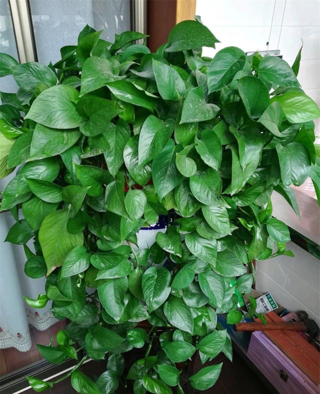 现代装修适合摆放哪些花,装修好屋里摆放什么花