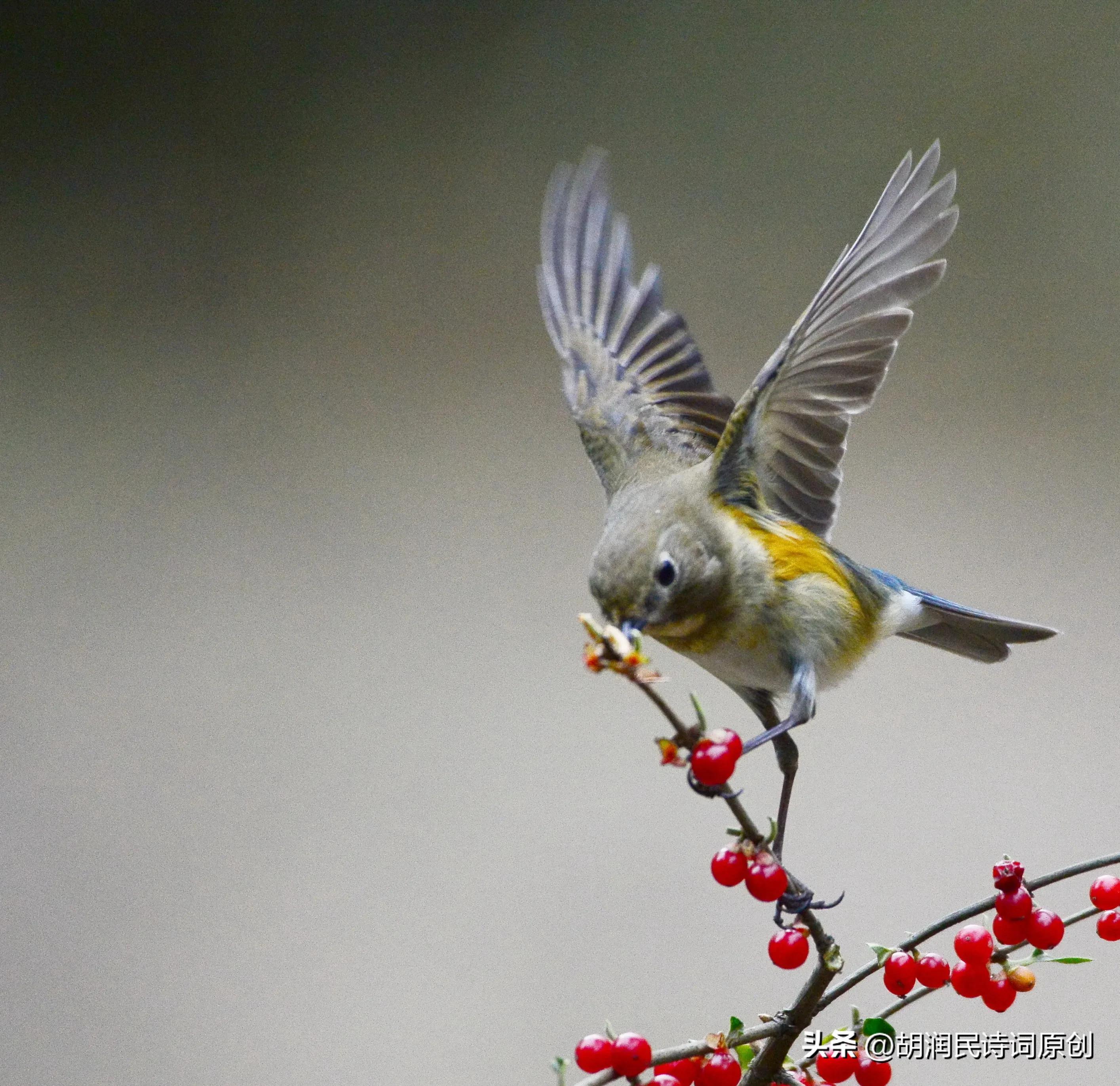 七绝鸟语,七绝飞鸟的诗词