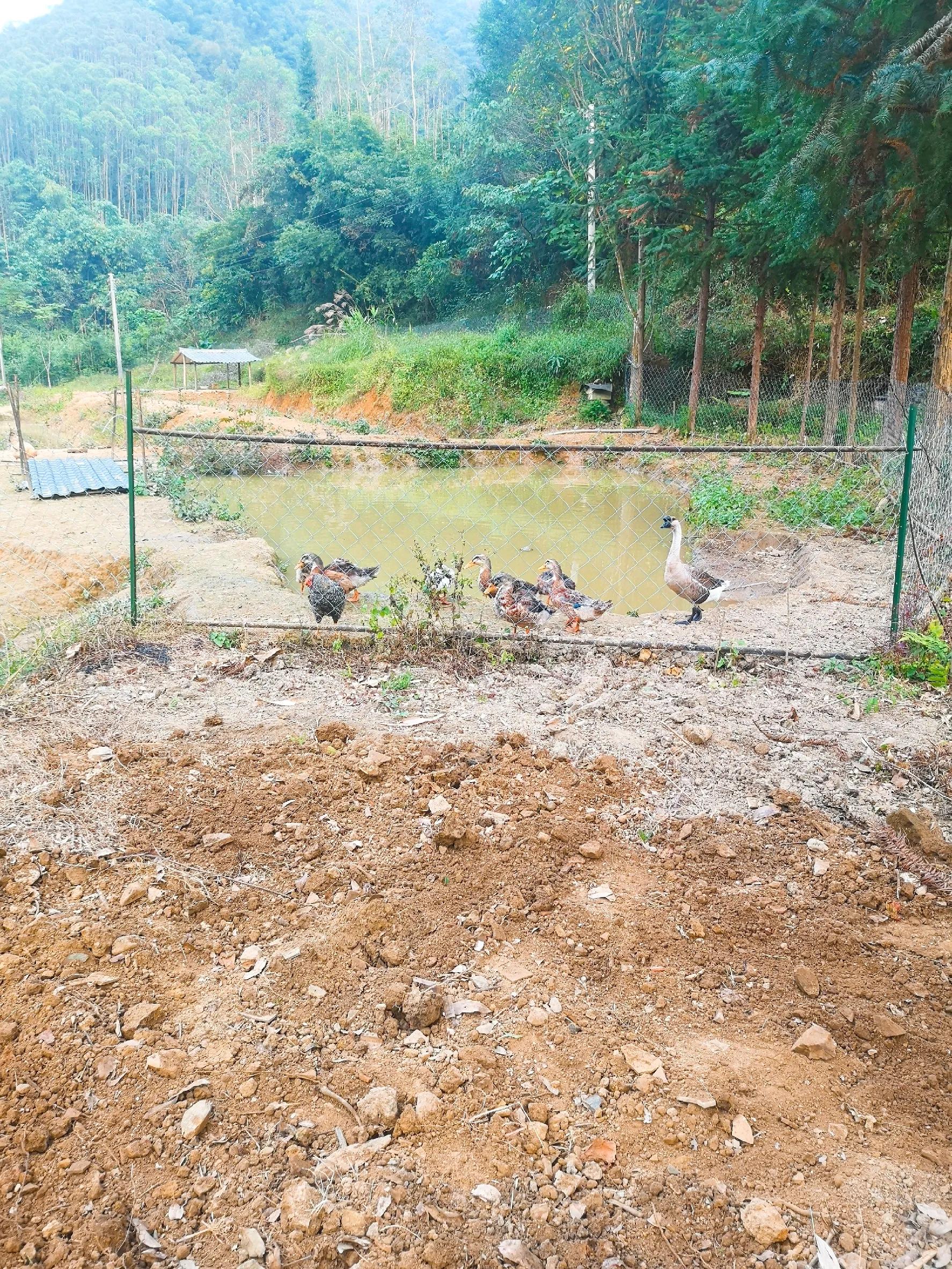 梅花灶视频教程,连环灶制作全过程