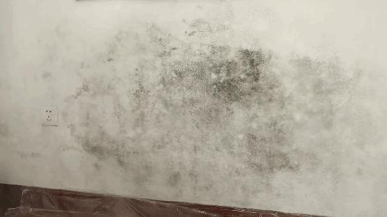 墙壁上的霉斑是怎么来的,墙壁发霉的霉菌会一直存活