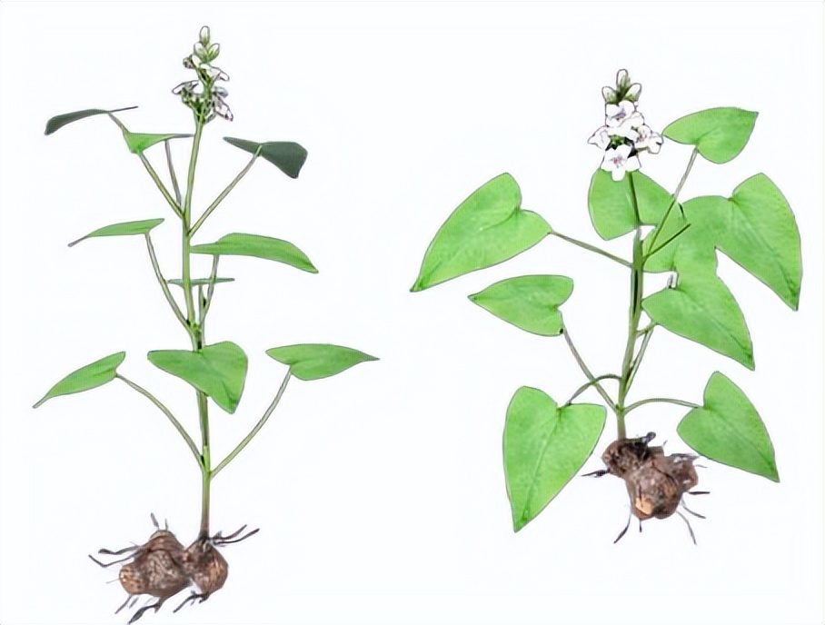 神农本草经金荞麦,神农清热排毒方