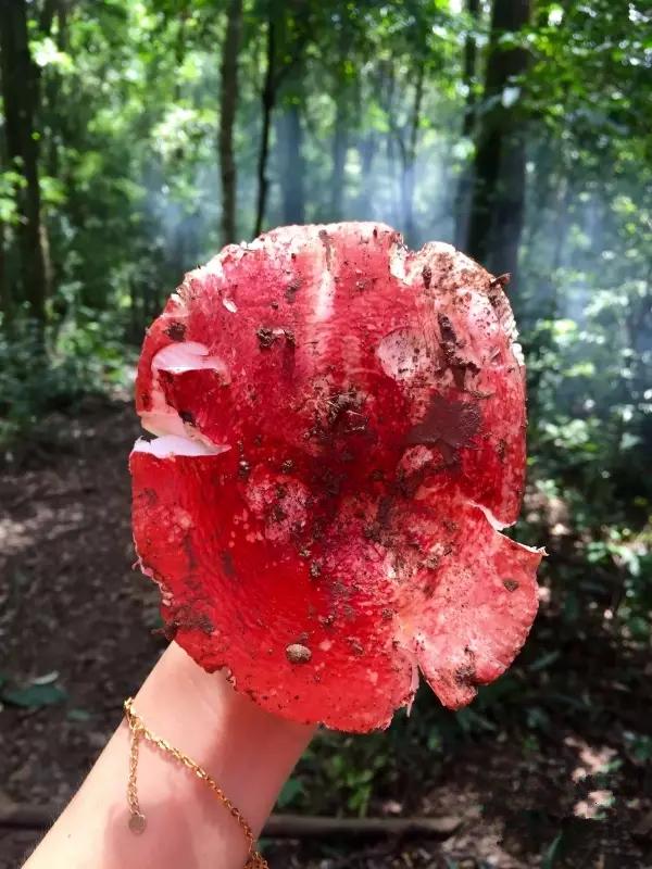 云南红菇好吃吗,云南山野红菇