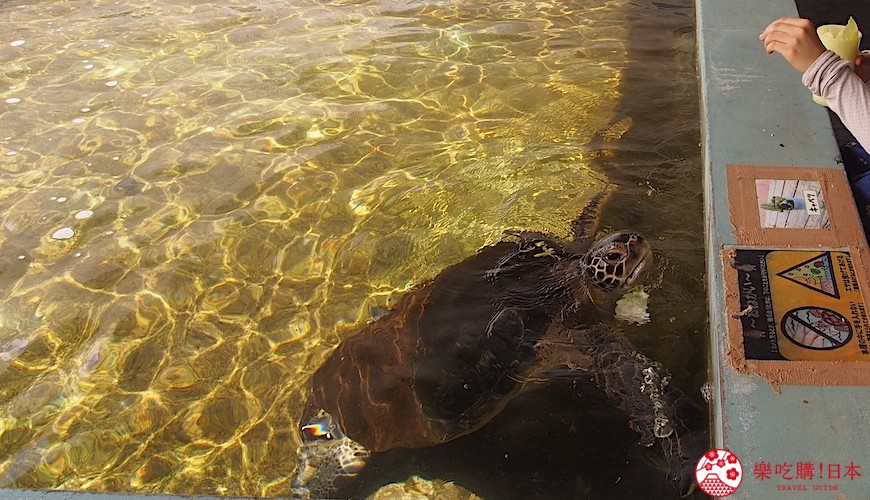 小笠原群岛旅游攻略,日本小笠原诸岛游记