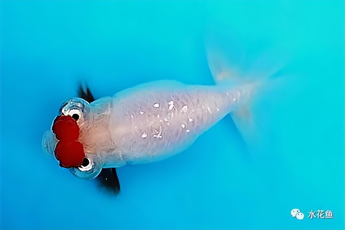 金鱼的种类图片和名字观赏,金鱼品种介绍图片大全大图