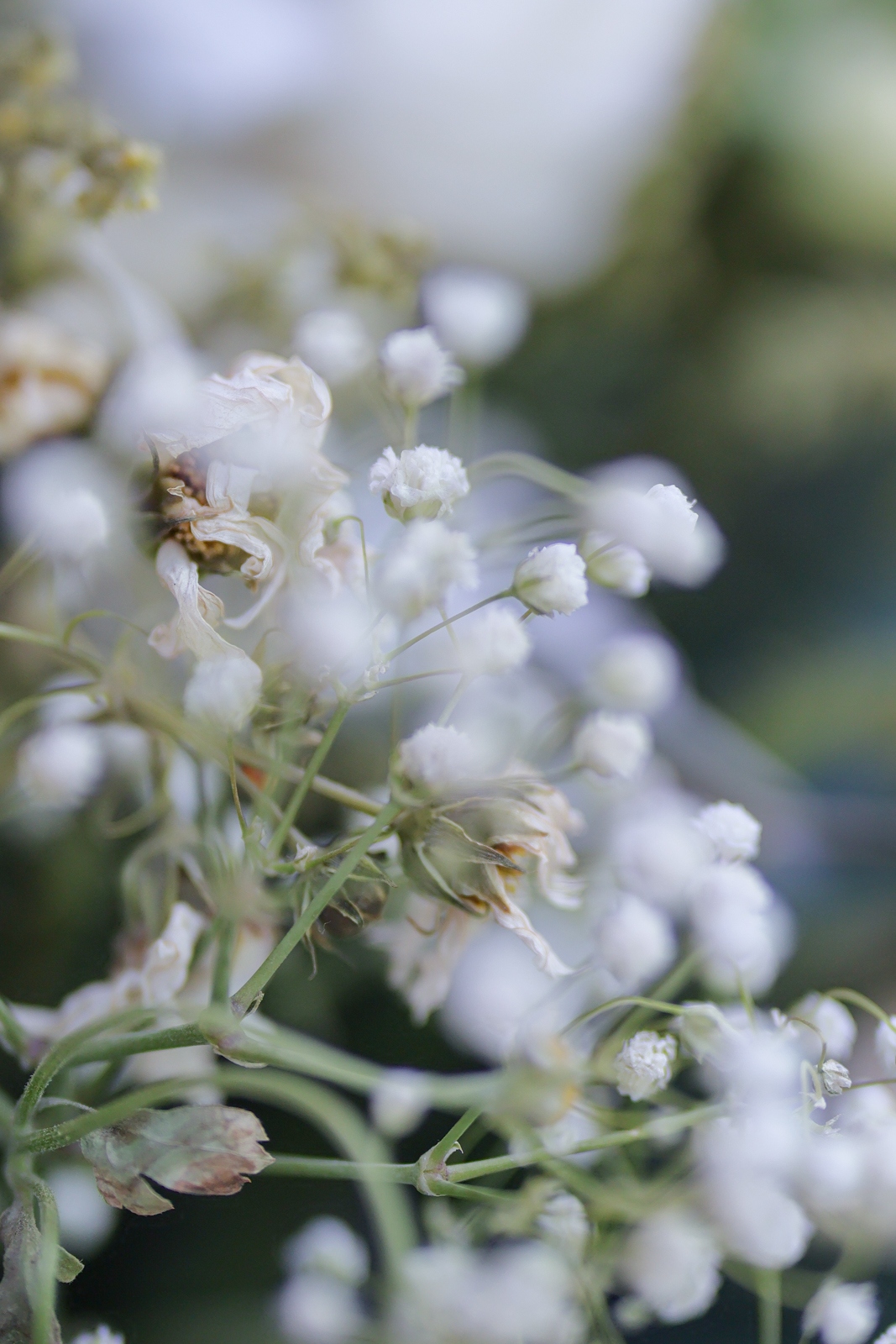 eos佳能轻便小巧,佳能微型相机eos