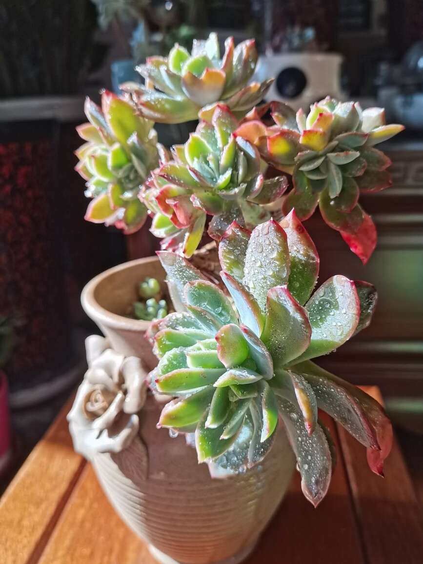 高温养兰注意事项,高温多肉怎么养