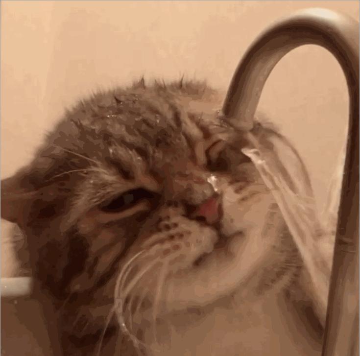 猫咪为什么爱喝铲屎官的水,猫喝流水