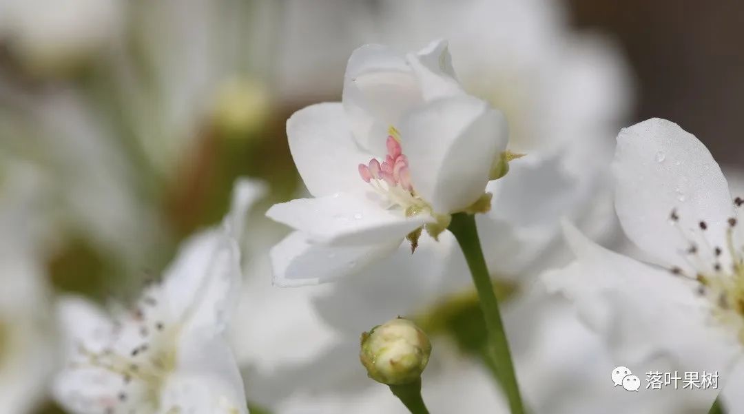 怎样辨别果树花和芽,怎么分辨阳光玫瑰果树