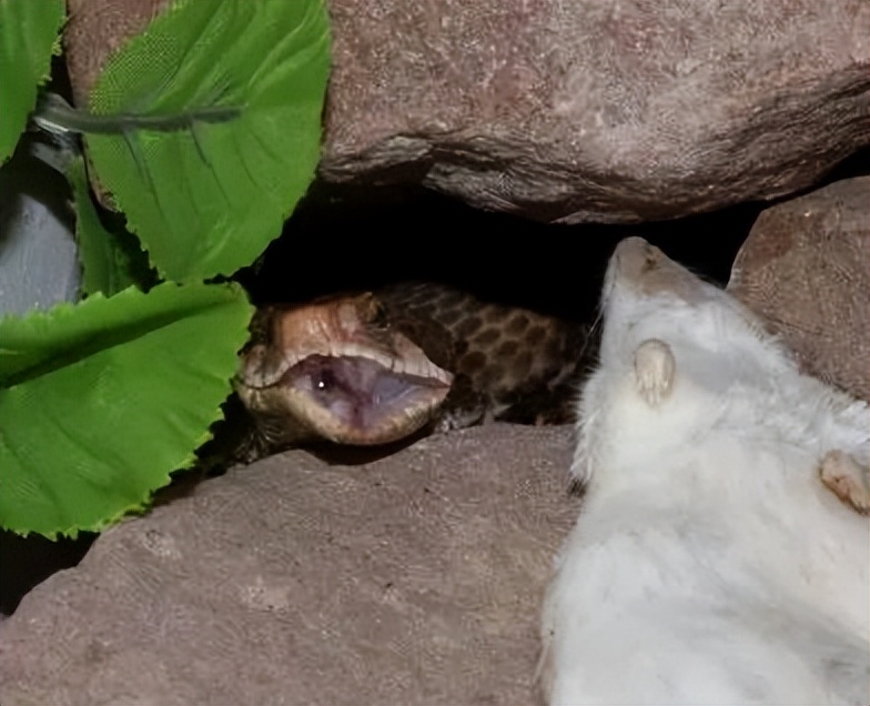 「原来欧洲有这么多种蛇？！」偷师卡塞尔的豢龙大师·下