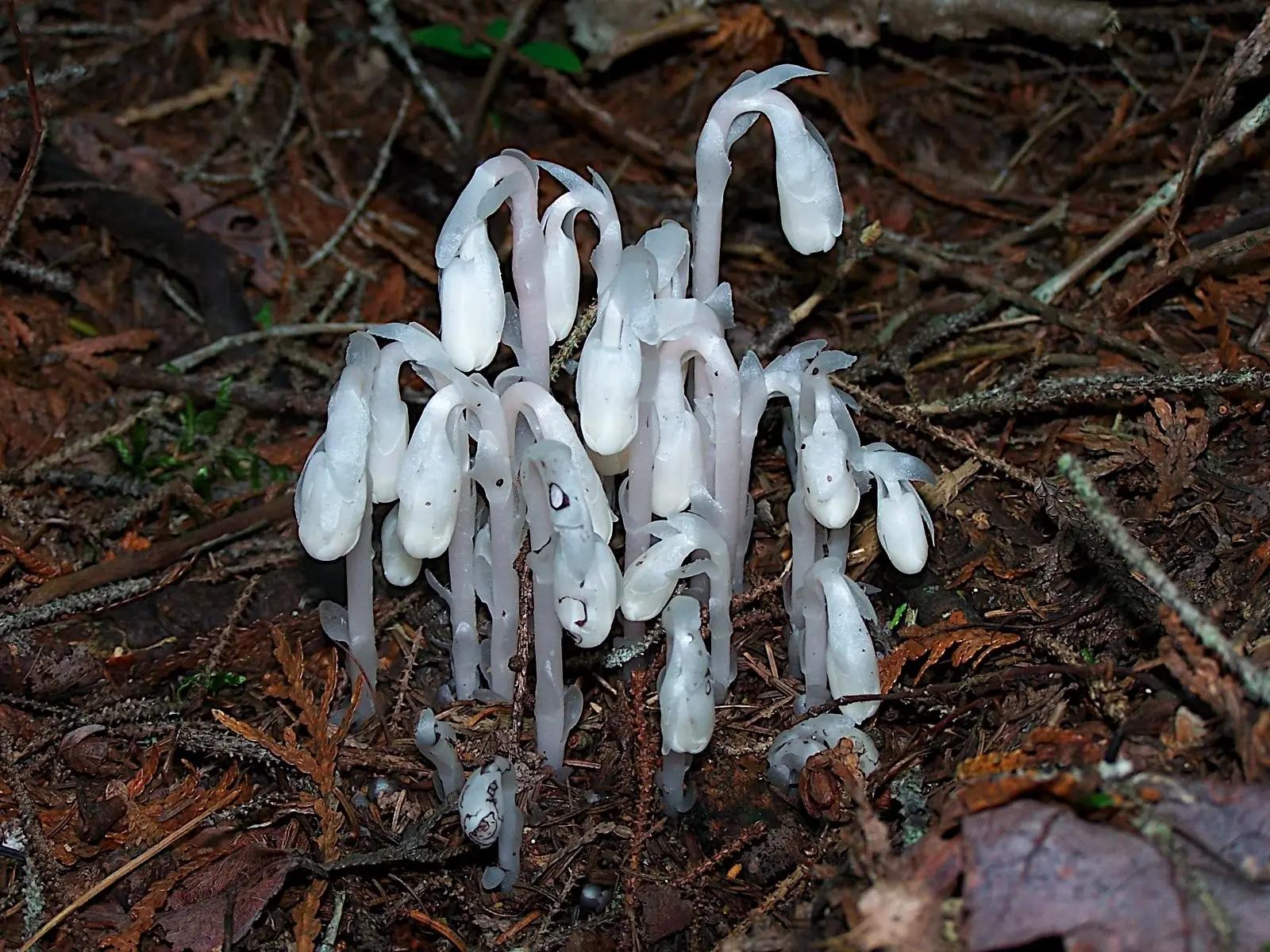 柳州惊现冥界之花为什么濒危,柳州发现冥界之花有毒吗