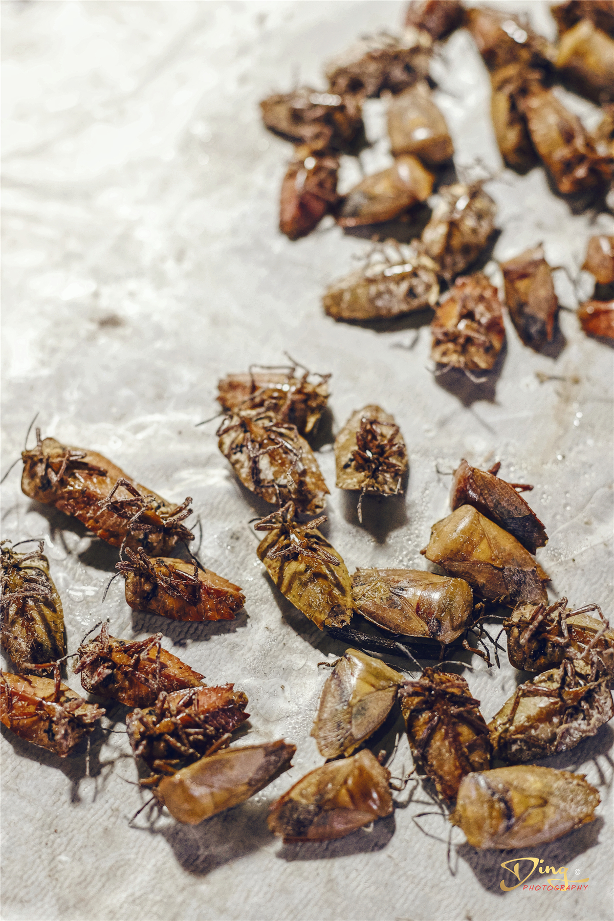 老挝之旅带你了解真实的老挝,去老挝攻略最新