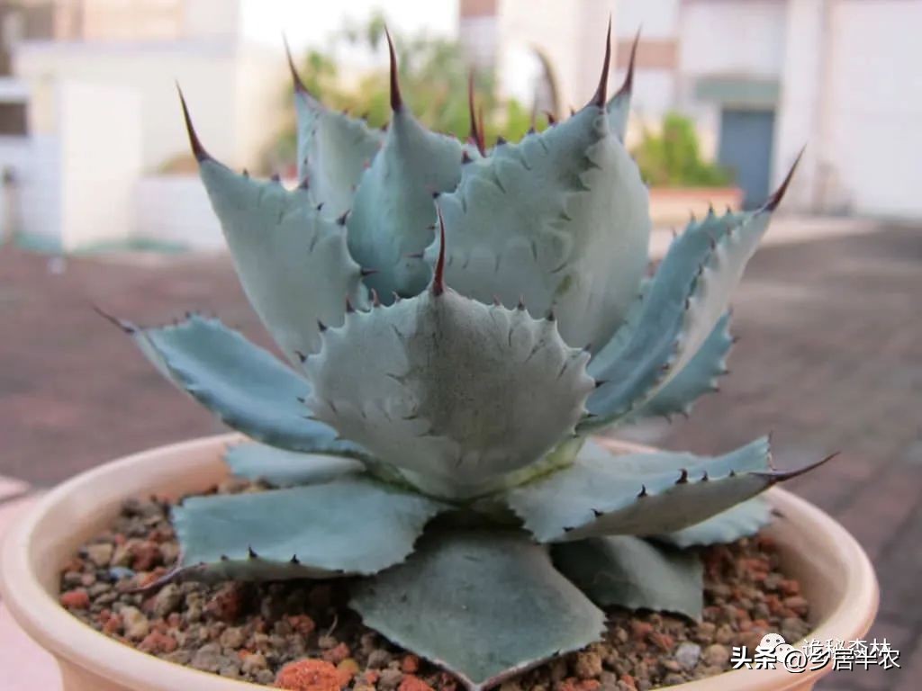 龙舌兰难养的品种,金边龙舌兰品种大全