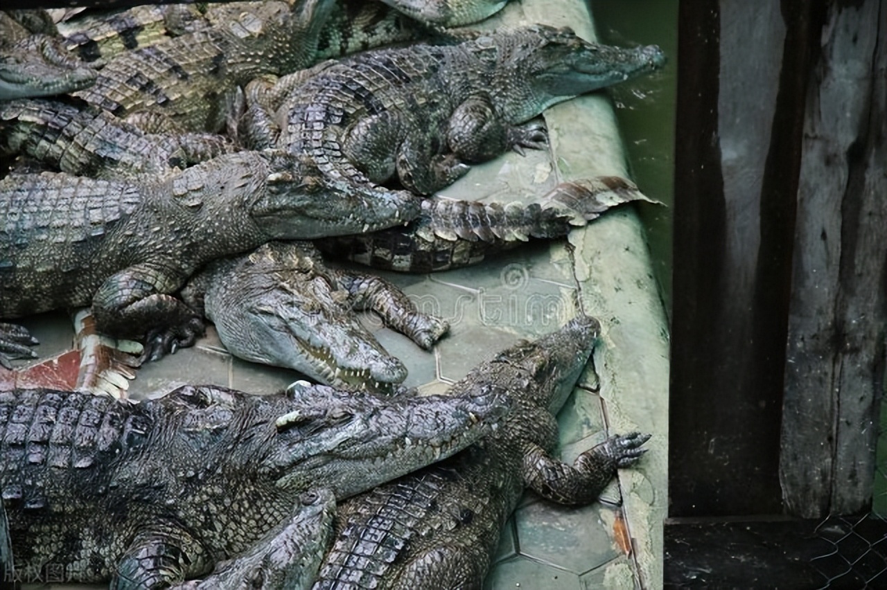 鳄鱼养殖需要办证吗,人工养殖的鳄鱼视频