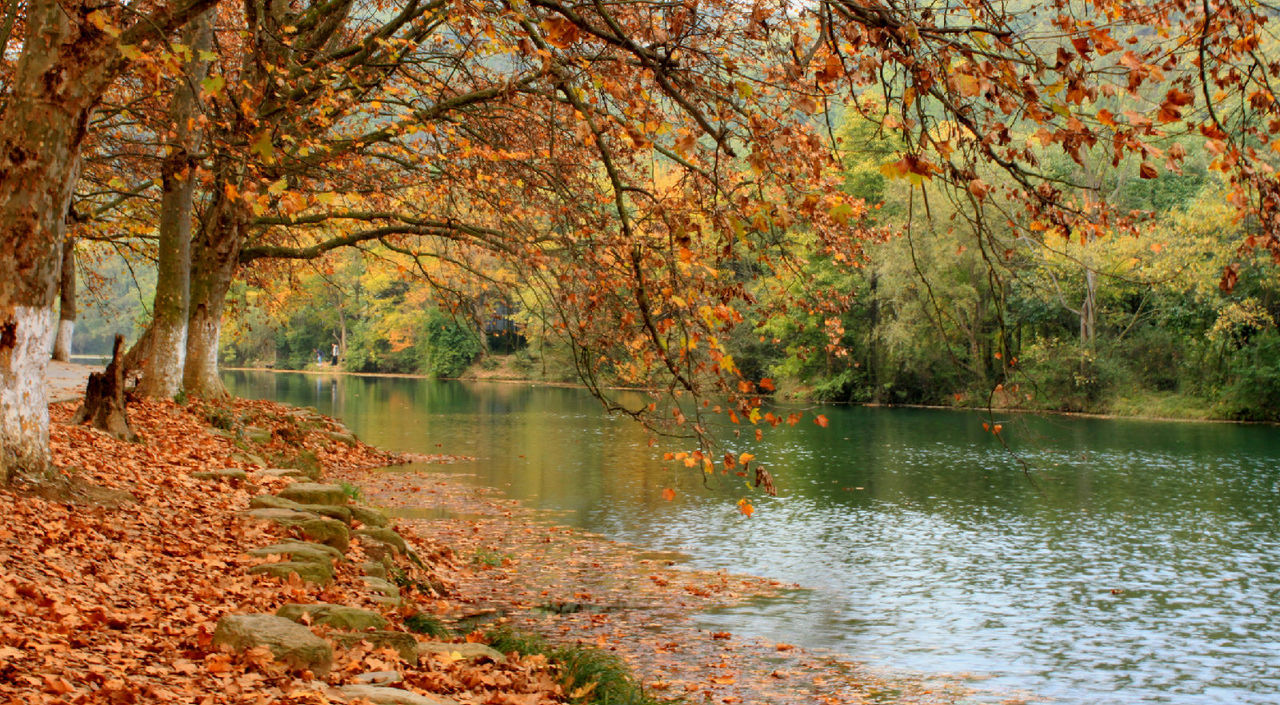 飞花令中读诗词23,飞花令梧桐