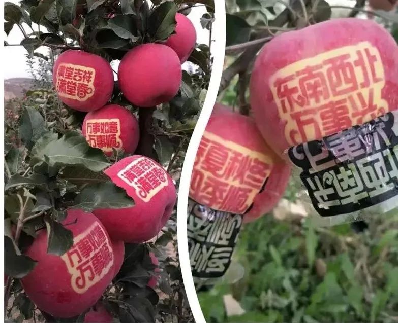 梨子中间只有一处是褐色的,梨子里面有褐色斑点是什么原因