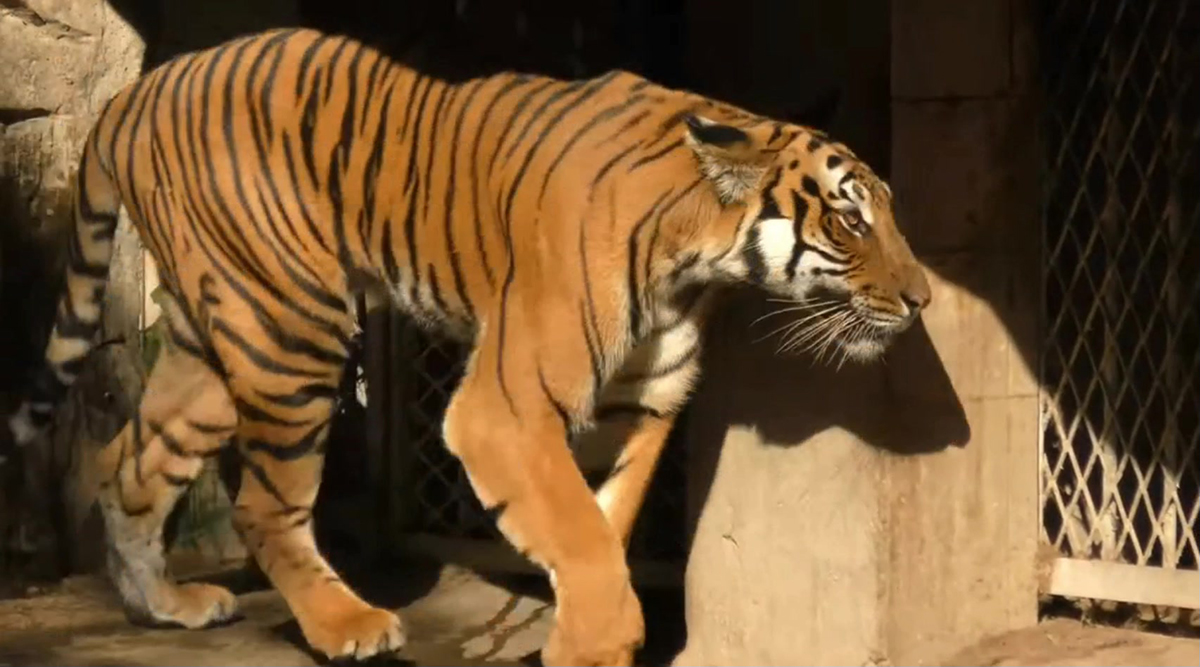 广州动物园老虎骨瘦如柴,动物园老虎骨瘦如柴