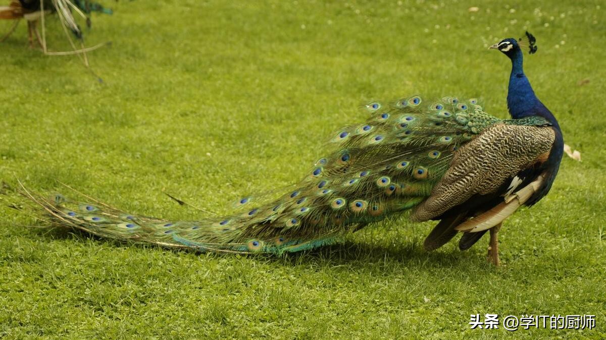 探索绿色农业的奇妙世界,探秘孔雀鱼养殖