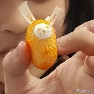 探寻桑蚕文化感受桑蚕之美,走进蚕桑研究所探寻蚕桑文化