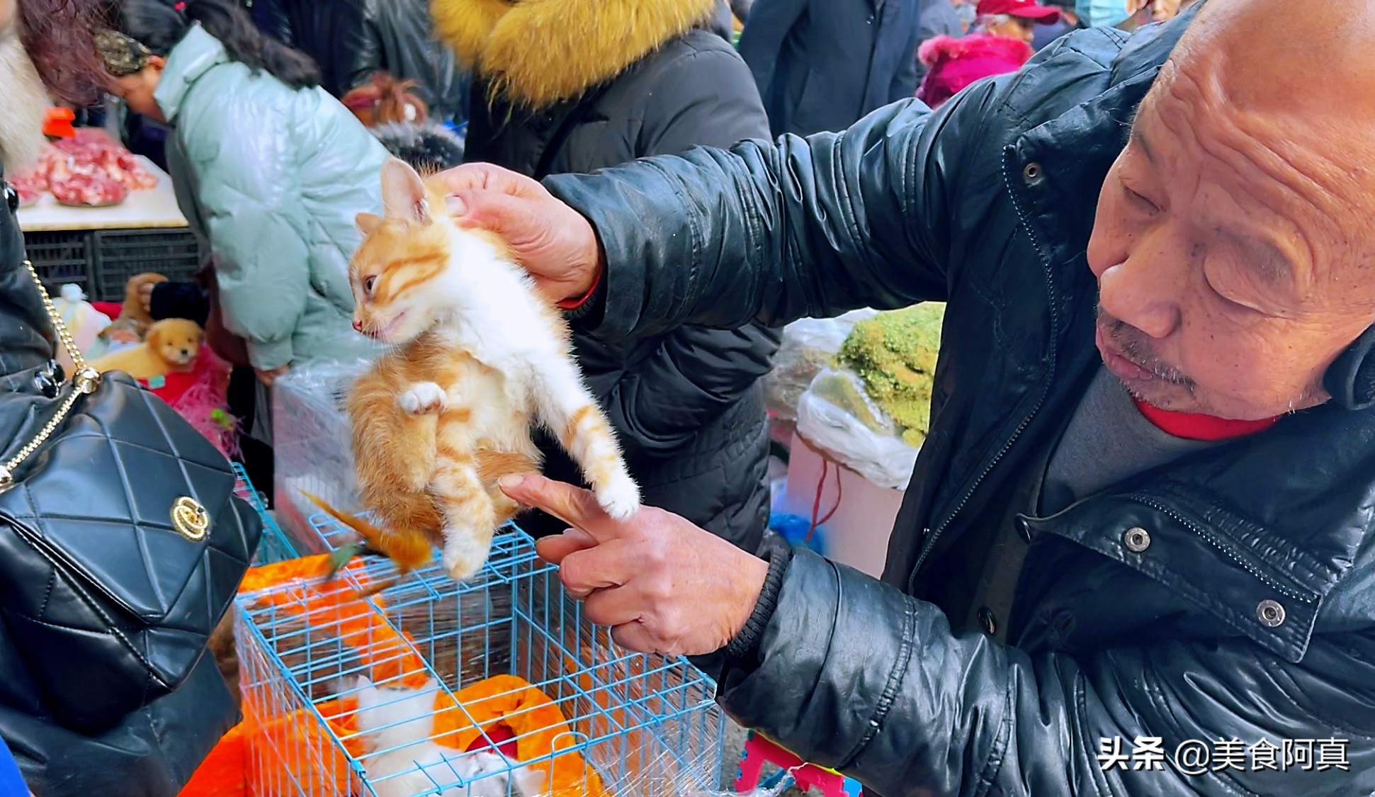 重庆狗儿市场有什么吃的,重庆主城狗市在哪里