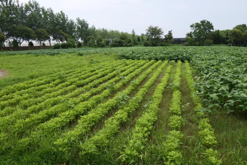 50亩以内的小农场如何盈利,搞一个5亩的小农场要投资多少钱