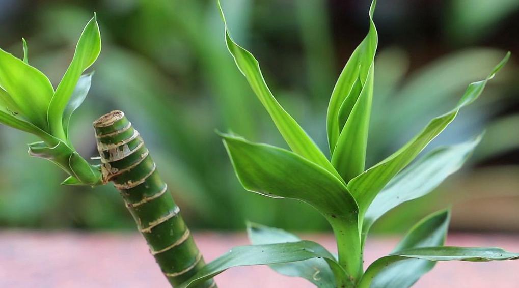水培观音竹叶子发黄怎么补救,土培观音竹叶子发黄什么原因