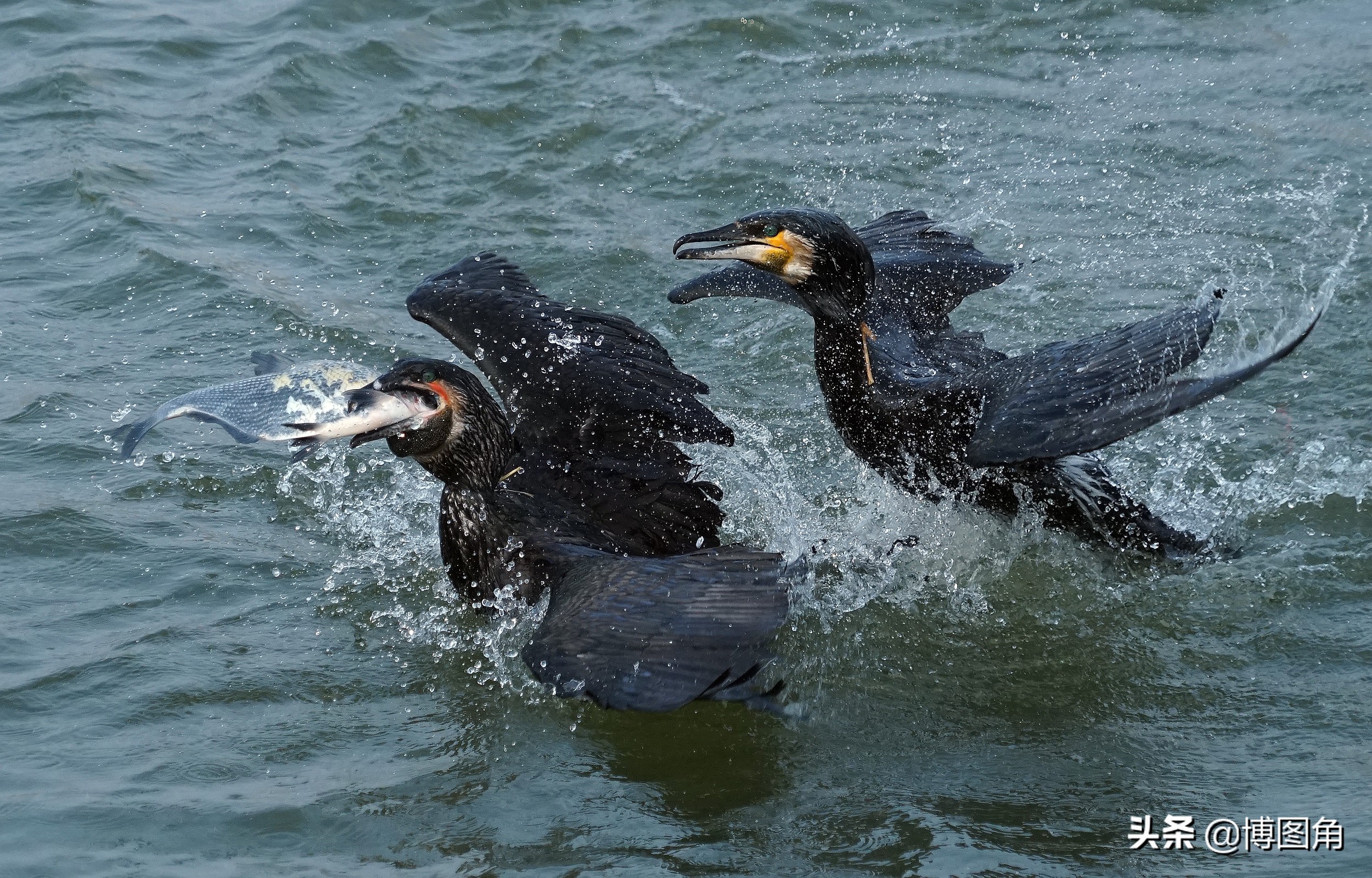 80年代农村鱼鹰捕鱼,渔民与鸬鹚捕鱼图片