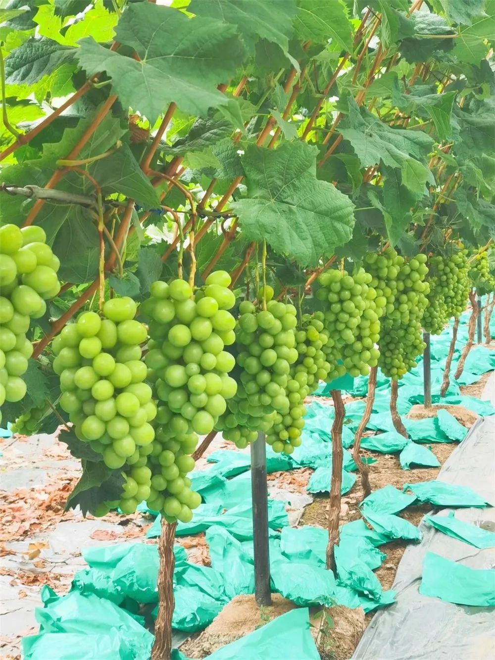 四川雅安糖心苹果自然采摘,雅安苹果采摘