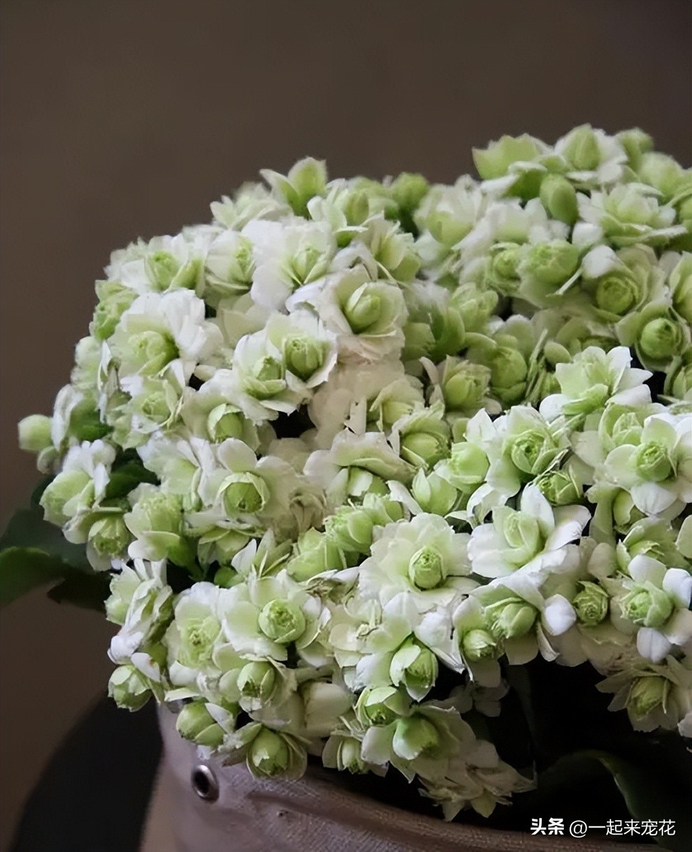 哪种长寿花比较好养,带你认识几种最值得入手的长寿花