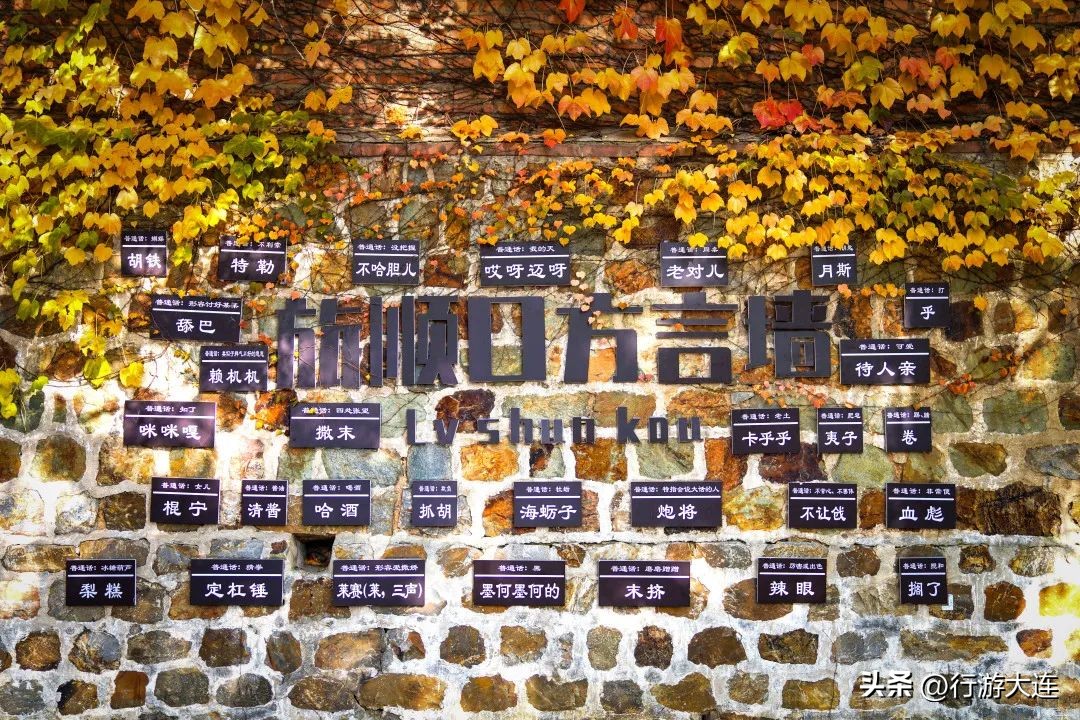 漫步银杏海~大连最美秋日在这里