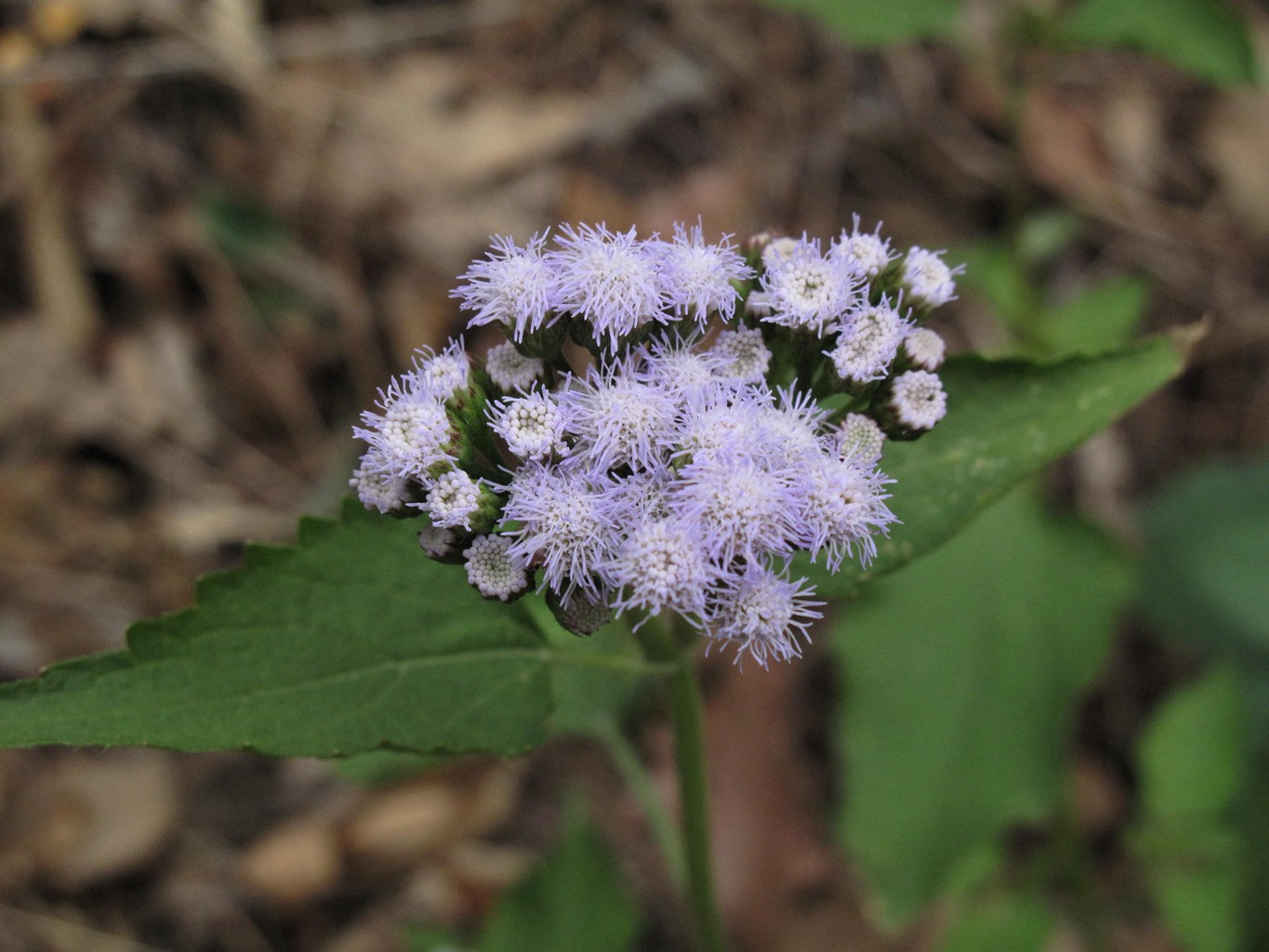 岱山岛为什么叫岱山岛呢,岱山岛定位