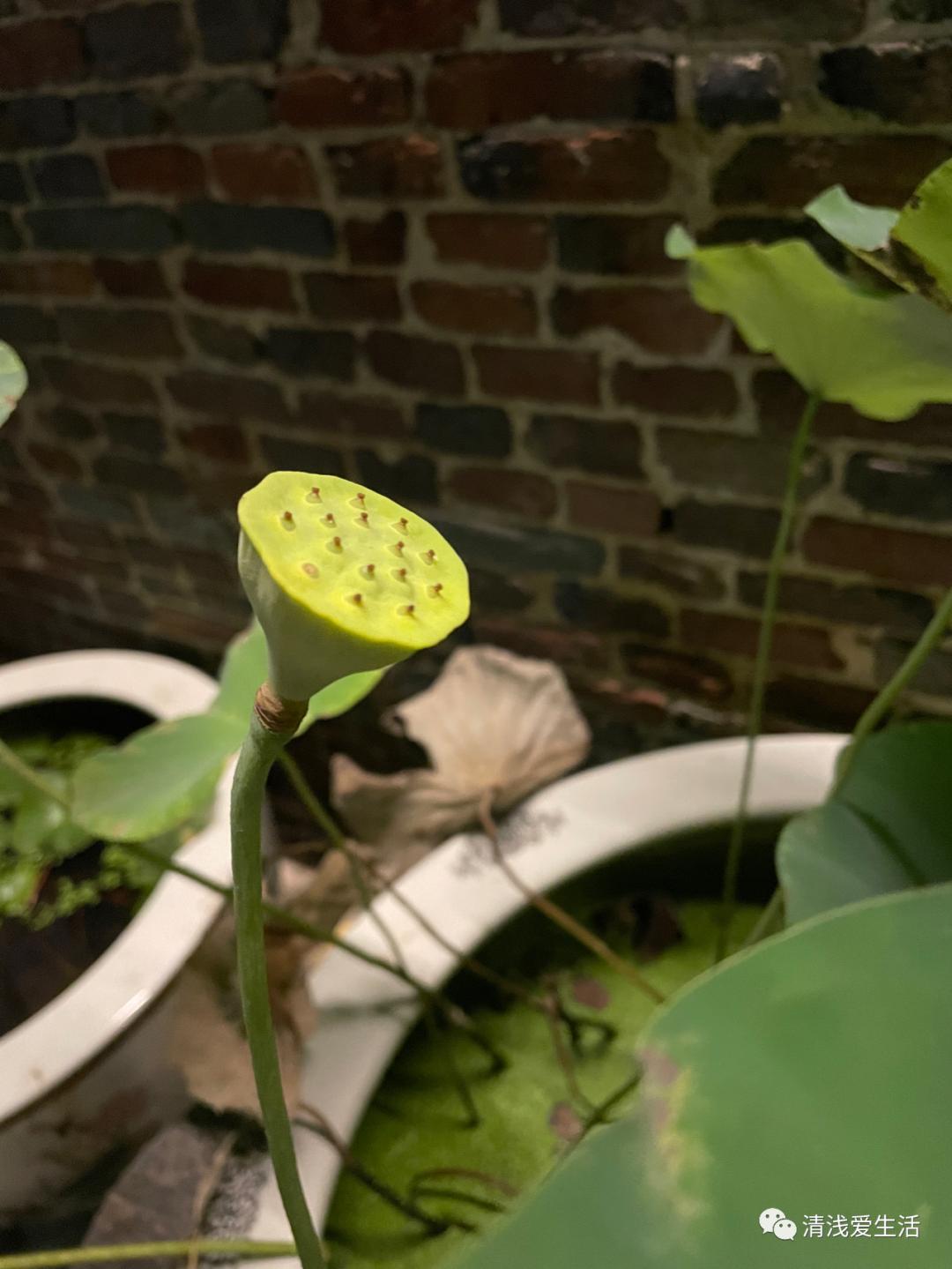 欣赏景德镇邹资良陶瓷艺术作品选,景德镇人气最旺的瓷器街