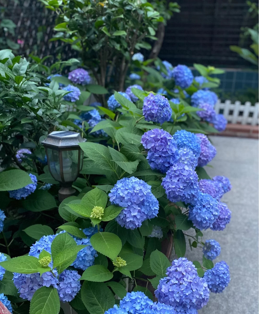 春天种的花花草草,9种花掐根枝就能活不用管就爆盆