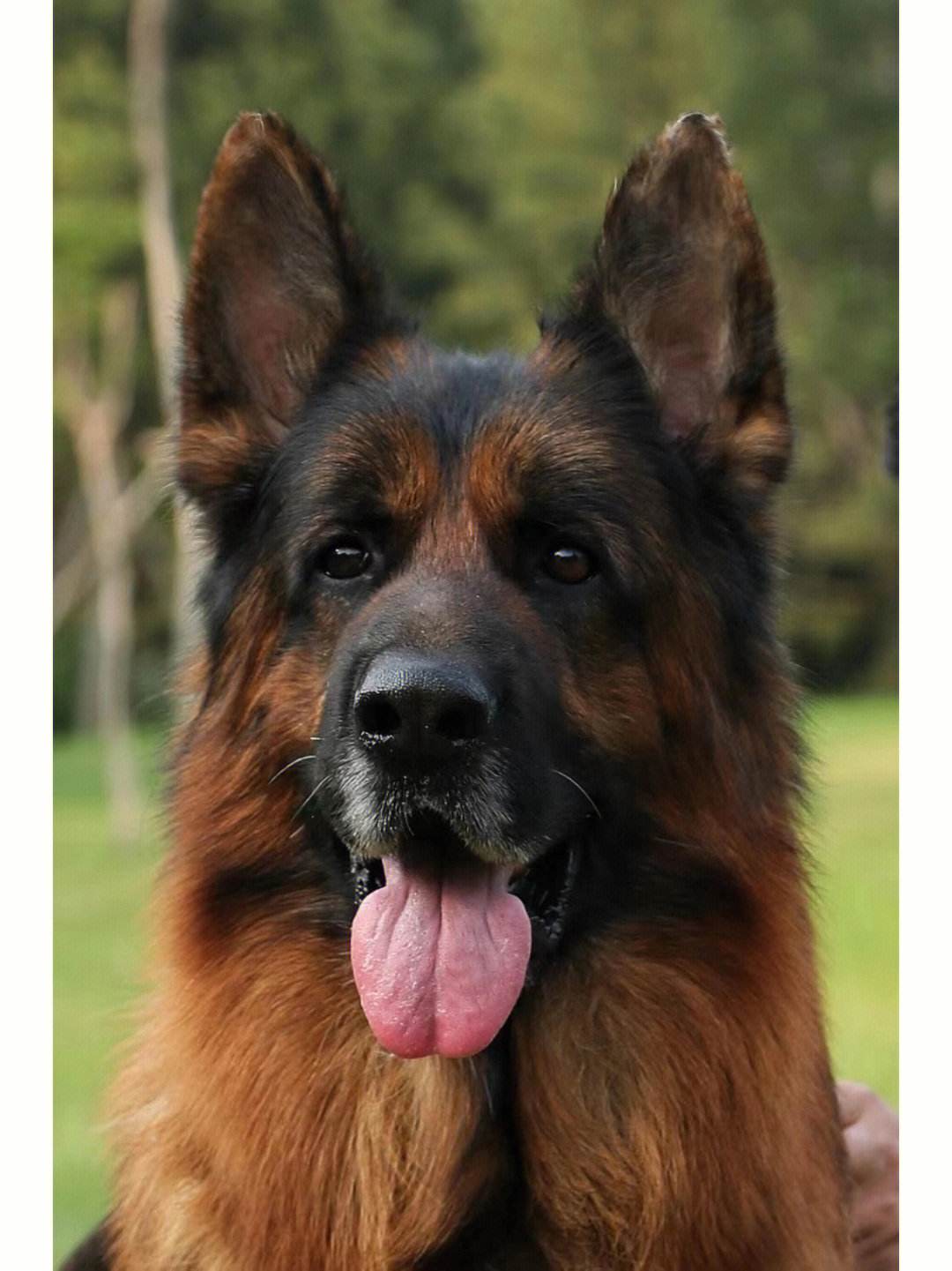 全世界十大名犬排行榜发布,世界上最好的十大萌犬