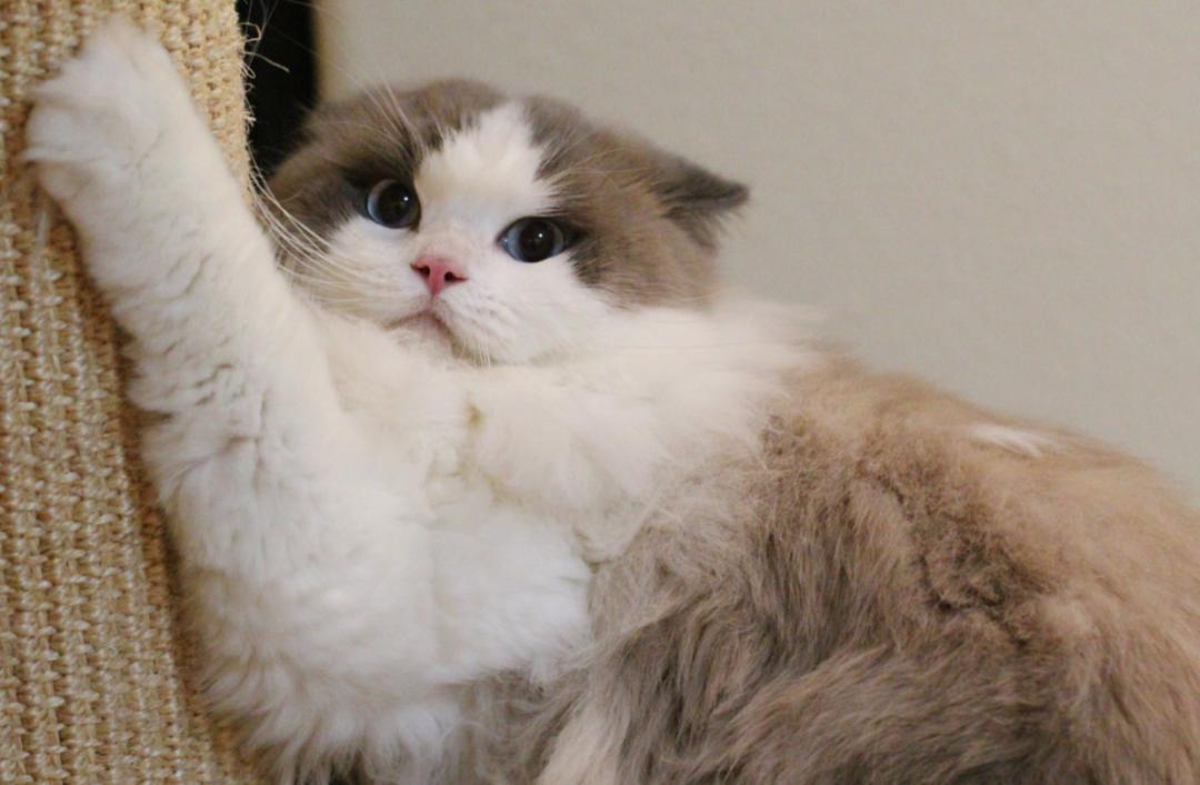 爱它，请不要放弃它！猫传腹不等于判死刑