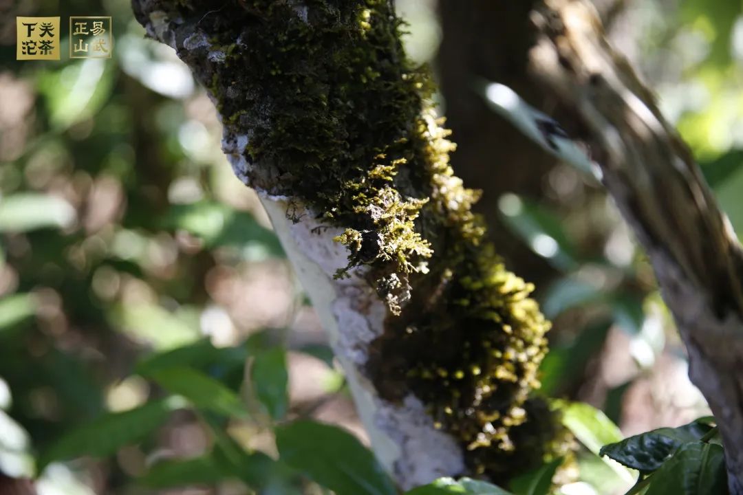 易武正山与易武乔木有何区别,正山小种茶农世家