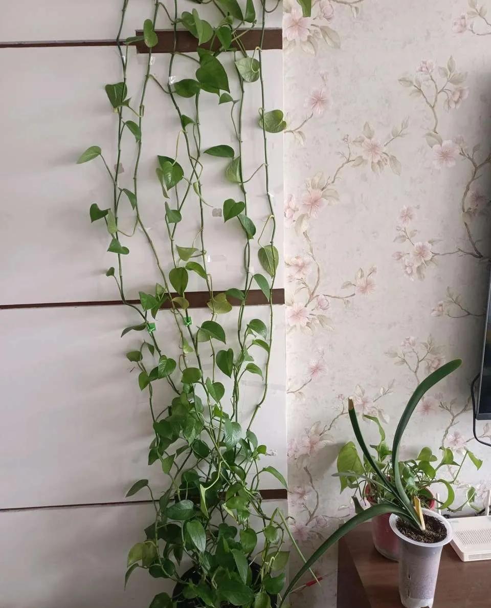 养绿萝小技巧叶子比手掌大,绿萝叶子长得大但不长藤蔓怎么办