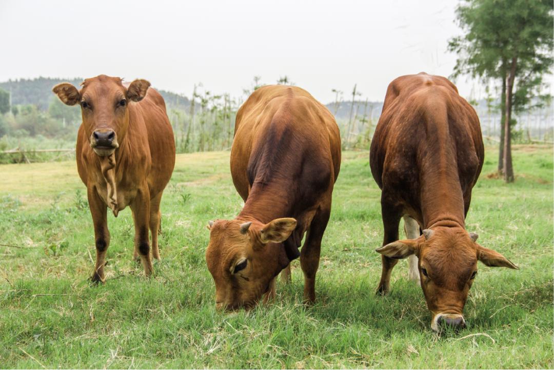 香冒泡儿了的“吉线”331，吃了第一座城就走不动了！