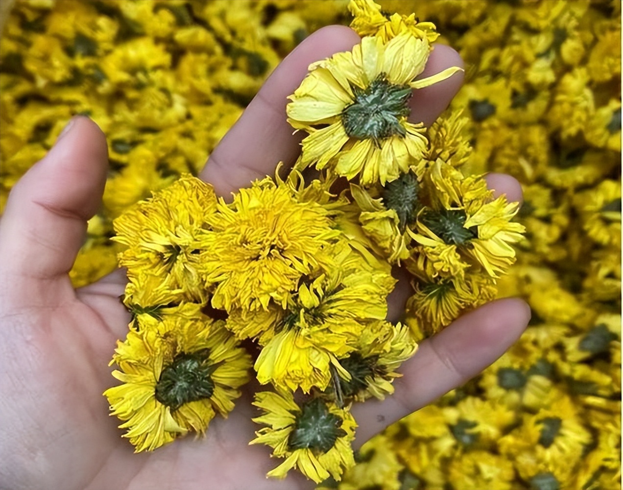 有几种人不适合喝菊花茶,什么人不适宜喝菊花茶