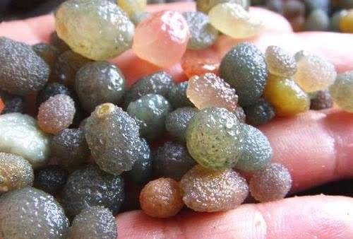 内蒙古遍地半透明石头,内蒙古发现玛瑙