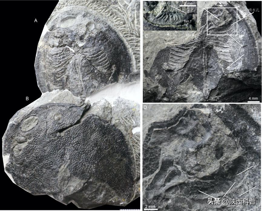 辟谣人类中耳由鱼鳃演变而来,人类中耳从鱼鳃演变过程