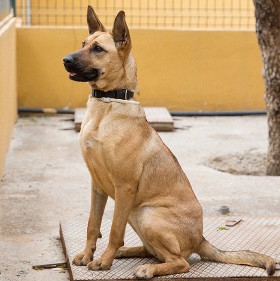 回族不吃猪肉，满族不吃狗肉，那汉族不吃啥肉？很多人却淡忘了