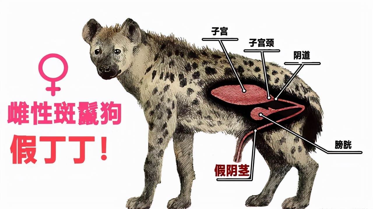 雌性斑鬣狗和雄性斑鬣狗体型对比,如何辨别斑鬣狗公母