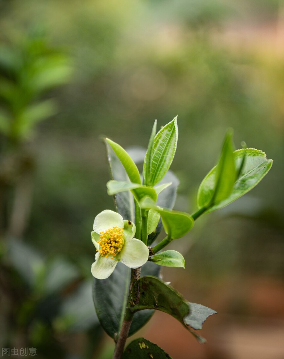 春茶营销,茶事沏一杯春茶开启整个春天